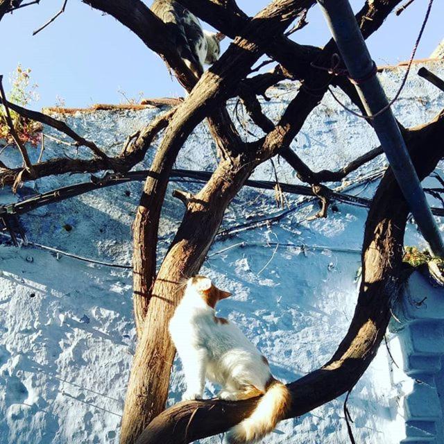Casa Plasa Grande Chefchaouen Eksteriør bilde